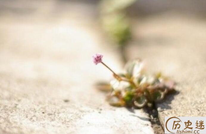 《二子乘舟》原文翻译赏)