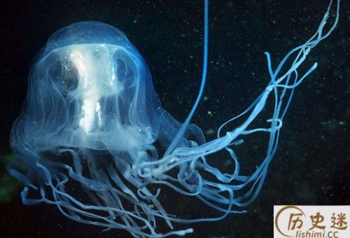 澳洲方水母有多毒