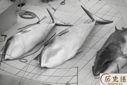 日本为什么爱捕鲸