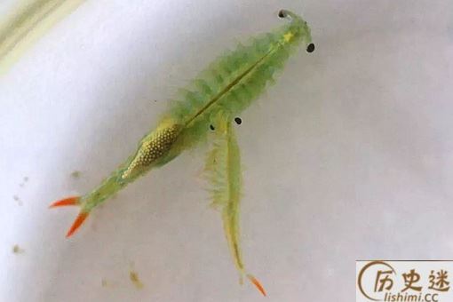 2亿年前的仙女虾是真的虾吗