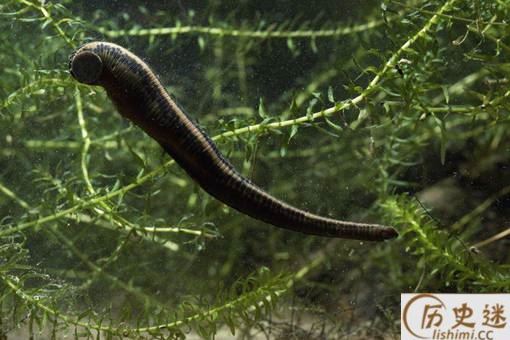 理发店的红白蓝旋转灯柱是怎么来的