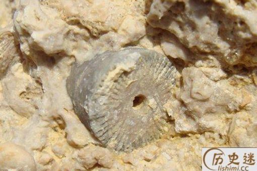 4亿年前的金属齿轮是真是假