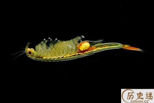 2亿年前的仙女虾是真的虾吗