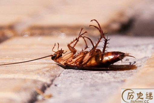 为什么农村没有蟑螂而城市小区却很多