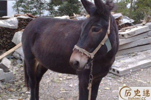 骡子为何不可以当战马用