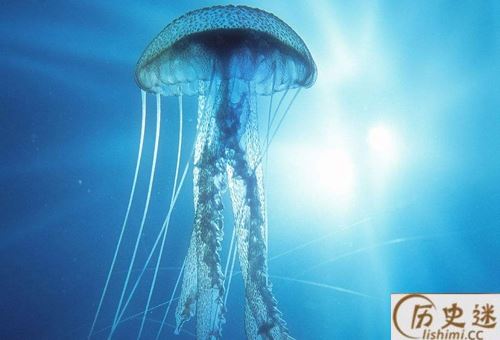 澳洲方水母有多毒