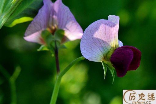 中国为什么叫豌豆为荷兰豆