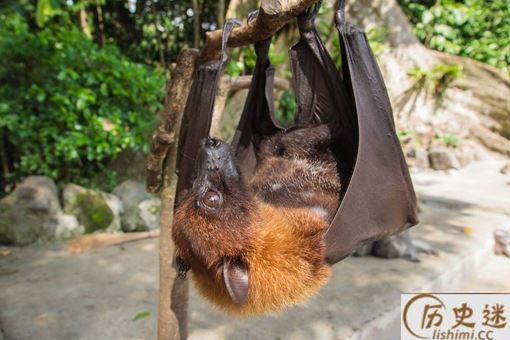 蝙蝠用方言怎么叫