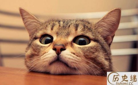 越南人为什么把十二生肖的兔换成了猫