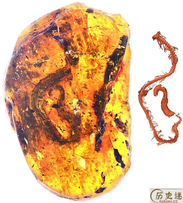 首次发现蛇琥珀是怎么回事