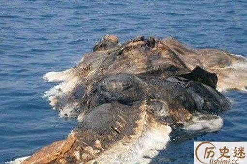 1977日本蛇颈龙是真的吗