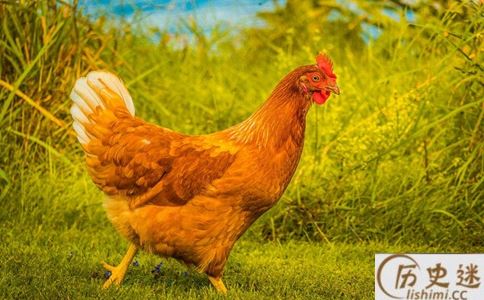 鸡到底喜欢吃蜈蚣吗