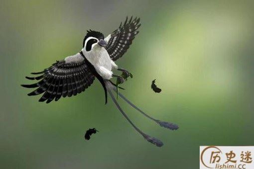 亿年前凶猛古鸟类是什么