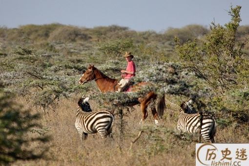 人类为什么没有驯化斑马