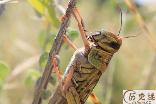 东非蝗灾会影响中国吗