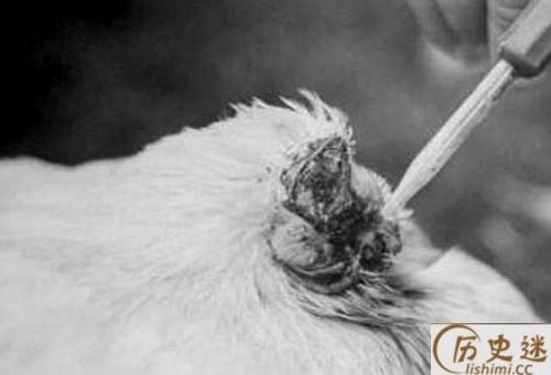 无头鸡麦克真的活了18个月