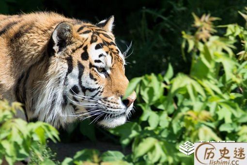 虎生三子必有一彪是什么意思