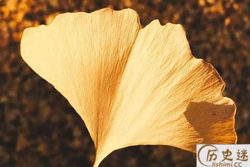 银杏树和李世民的故事