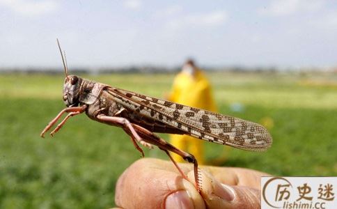 古代闹蝗灾怎么办