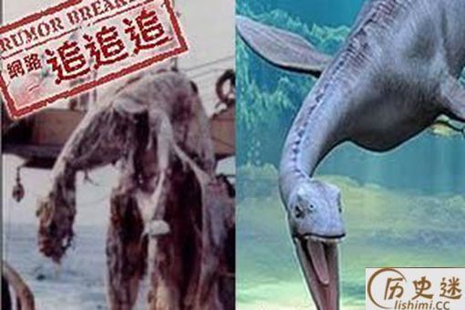 1977日本蛇颈龙是真的吗