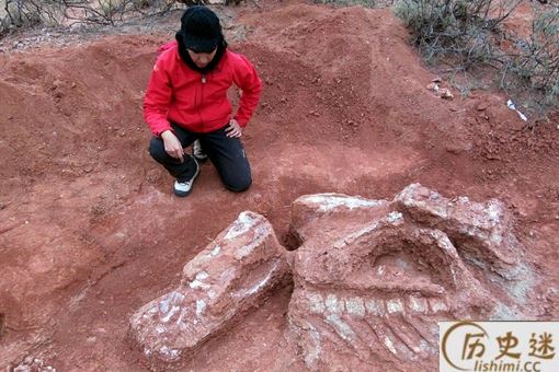巨型恐龙遗骸出土是怎么回事