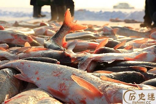 查干湖最大的鱼王有多少斤