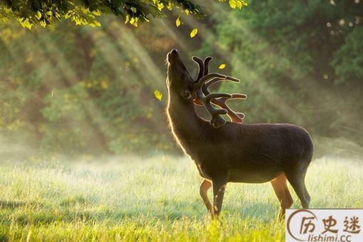 鹿肉为什么没有像猪牛羊肉那样成为人类的传统肉食呢