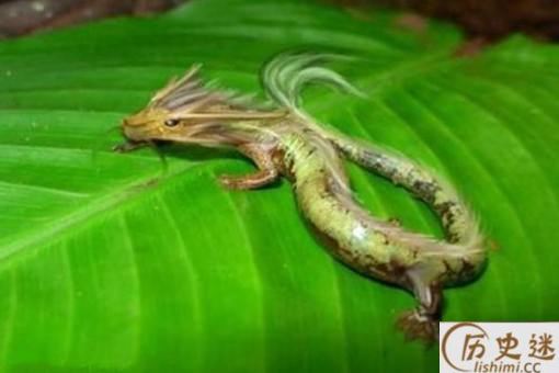 2019年长江真龙事件是怎么回事