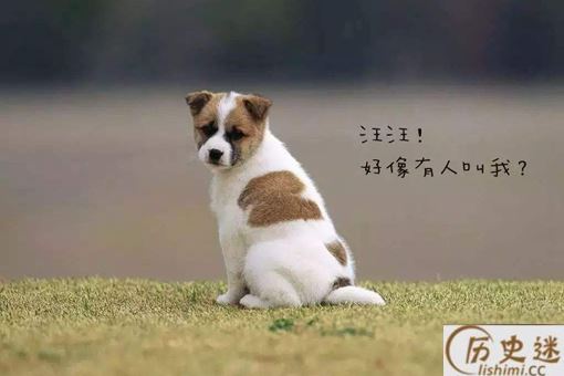 狗肉不上桌是因为狗肉难吃还是另有原因