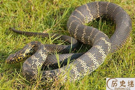 以前农村常见的无毒菜花蛇为何称为是百蛇之王