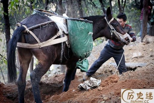 骡子为何不可以当战马用