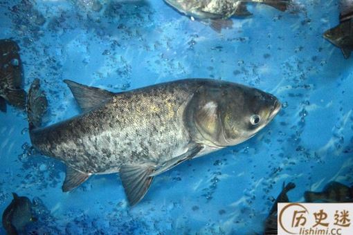为什么四大家鱼里没鲫鱼和鲤鱼