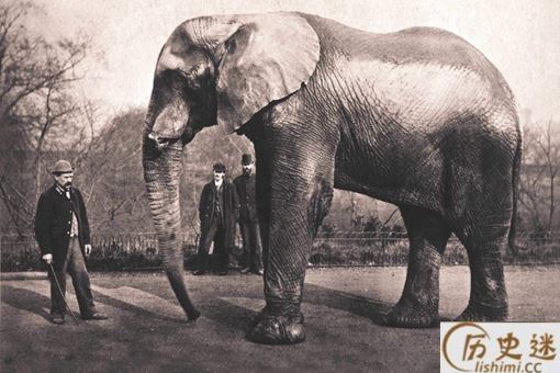 一只大象被判处了绞刑