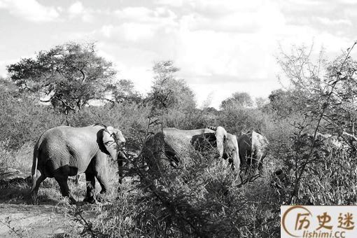 大象枪是一种什么武器