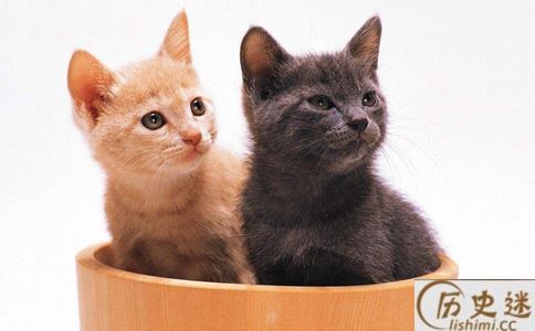 越南人为什么把十二生肖的兔换成了猫