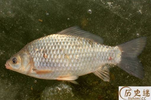为什么四大家鱼里没鲫鱼和鲤鱼