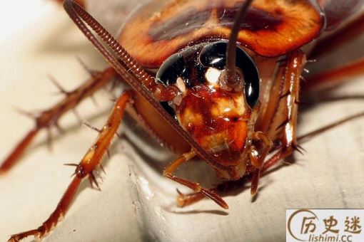 为什么农村没有蟑螂而城市小区却很多