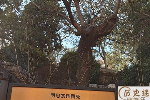 崇祯皇帝吊死的歪脖树在景山哪里