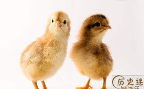 鸡到底喜欢吃蜈蚣吗