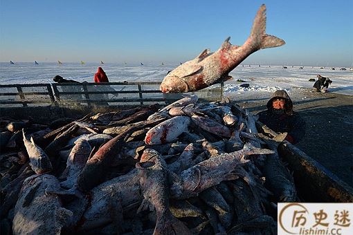 查干湖最大的鱼王有多少斤