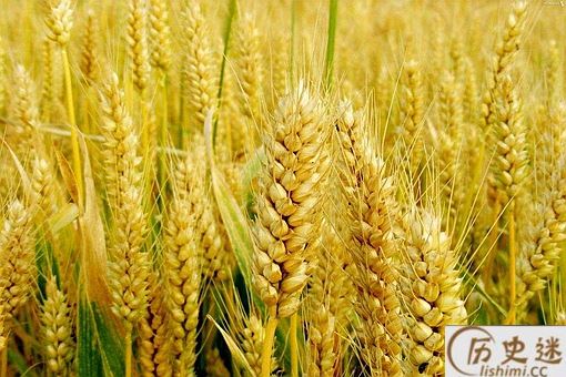 小麦真的是狗尾巴草培育出来的吗