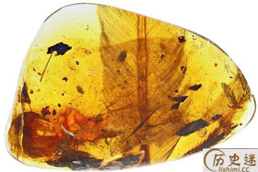 亿年前凶猛古鸟类是什么