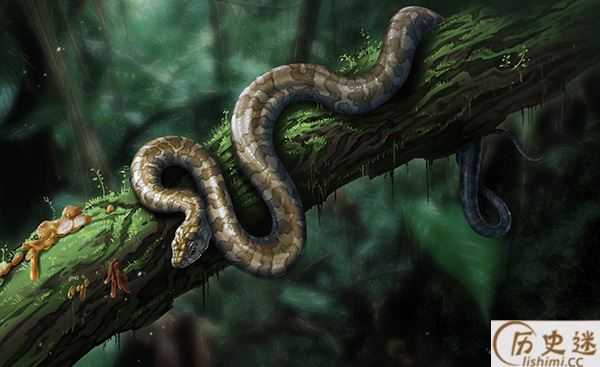 首次发现蛇琥珀是怎么回事