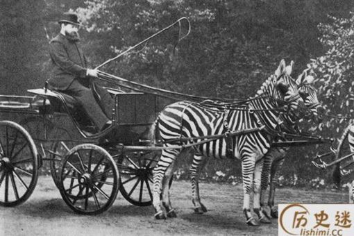 人类为什么没有驯化斑马