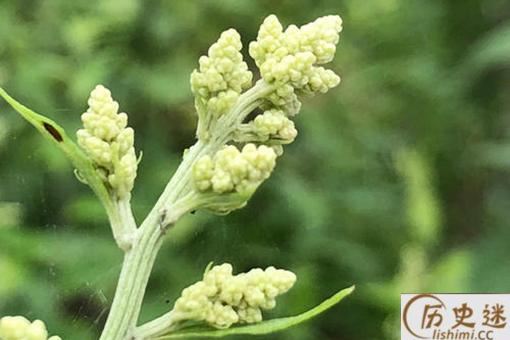 刘寄奴为什么叫刘寄奴