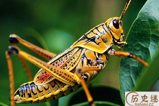 李世民真的生吞活吃过蝗虫