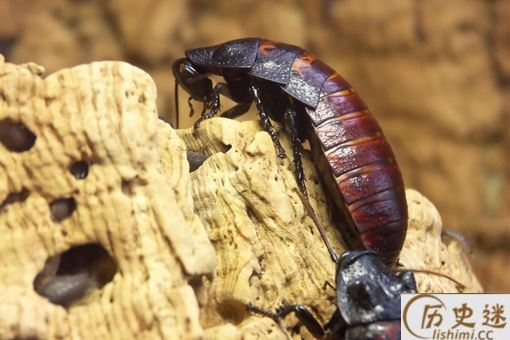 为什么农村没有蟑螂而城市小区却很多