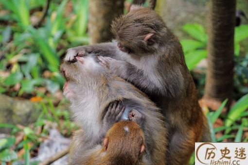 八十年代时小的时候,人身上为什么有那么多虱子