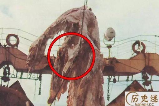 1977日本蛇颈龙是真的吗