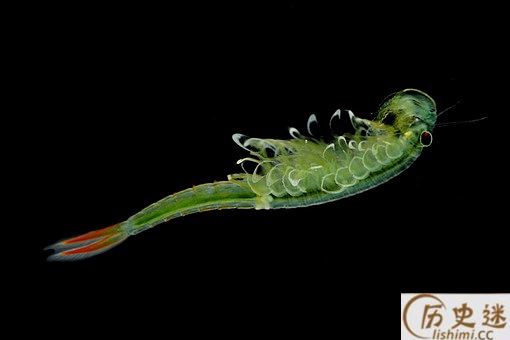 2亿年前的仙女虾是真的虾吗
